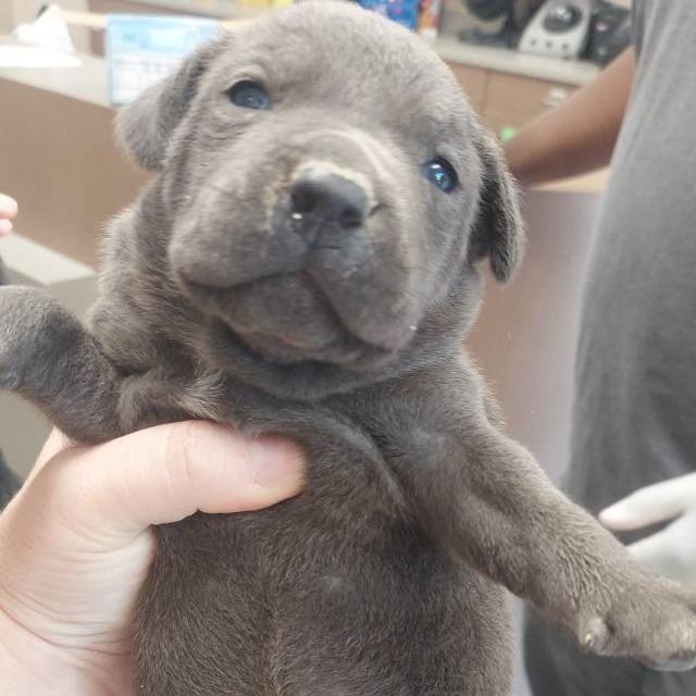 Enlarge Chervil, a Adoptable Pit Bull Terrier in Cleveland, MS image 4/4