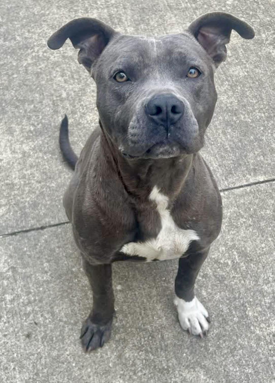 Enlarge Cookie, a ADOPTABLE Pit Bull Terrier in Chicago, IL image 1/5