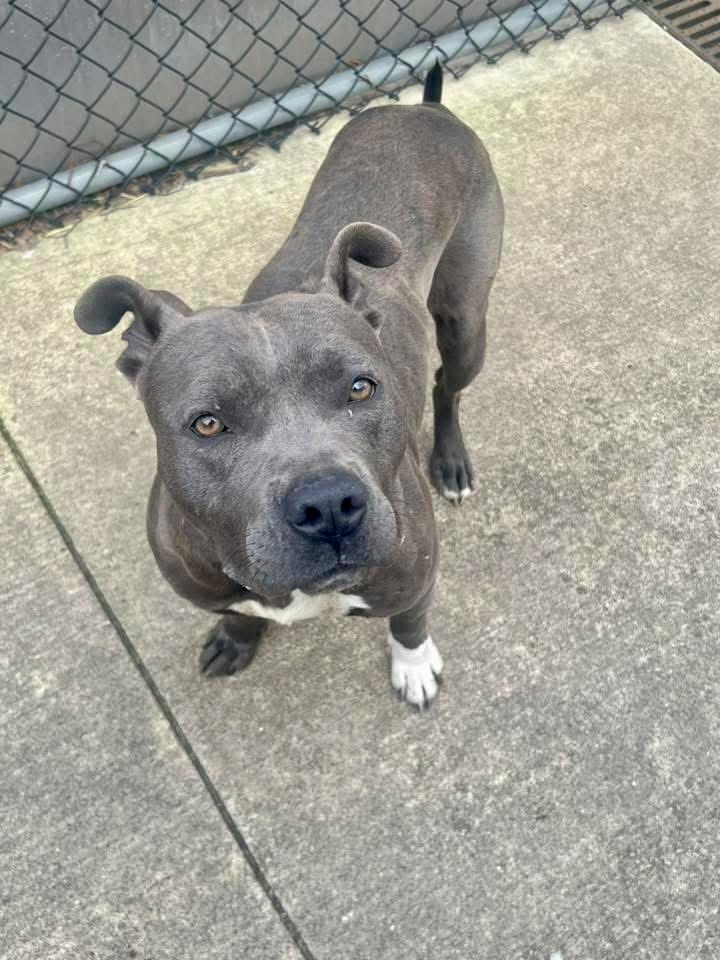 Enlarge Cookie, a ADOPTABLE Pit Bull Terrier in Chicago, IL image 2/5