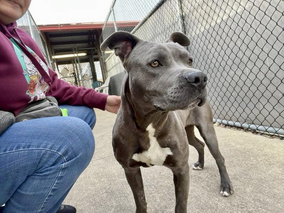 Enlarge Cookie, a ADOPTABLE Pit Bull Terrier in Chicago, IL image 3/5
