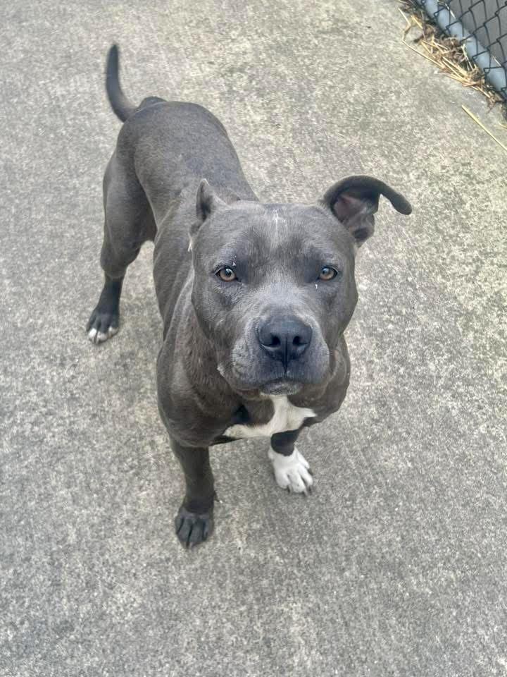 Enlarge Cookie, a ADOPTABLE Pit Bull Terrier in Chicago, IL image 4/5