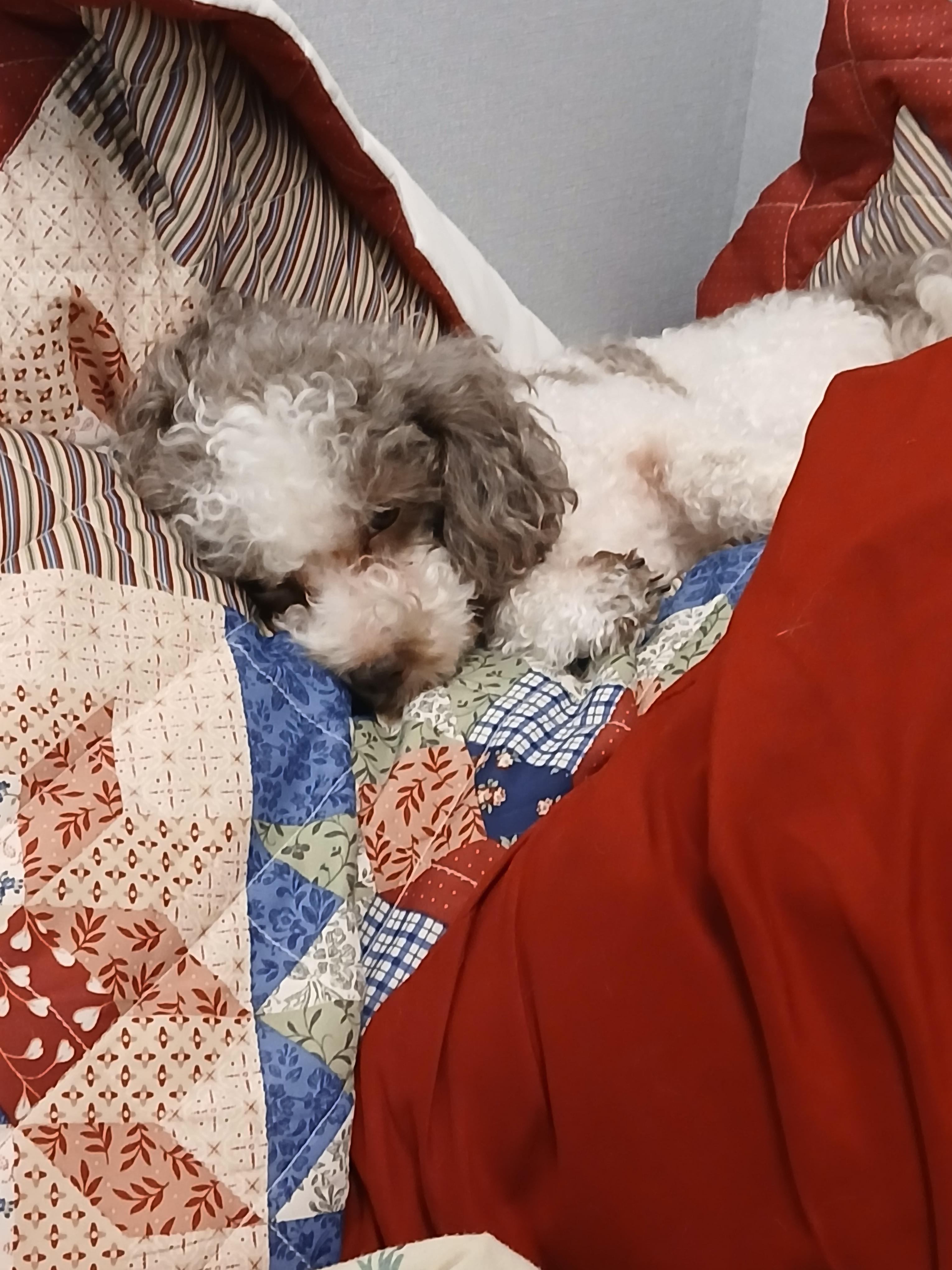 Koa, Adoptable, Adult Male Poodle (Toy).