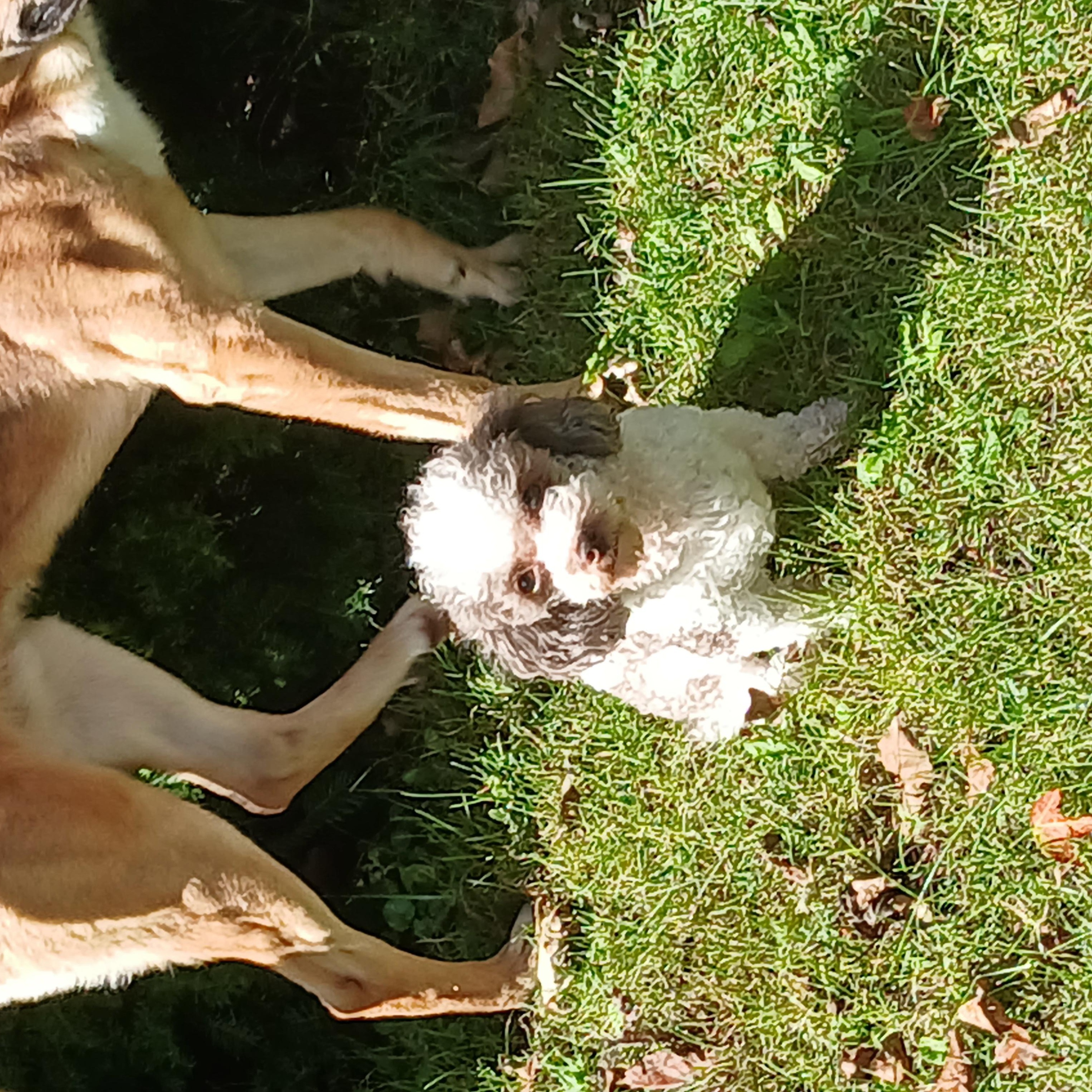 Enlarge Koa, a Adoptable Poodle (Toy) in Carey, OH image 3/6