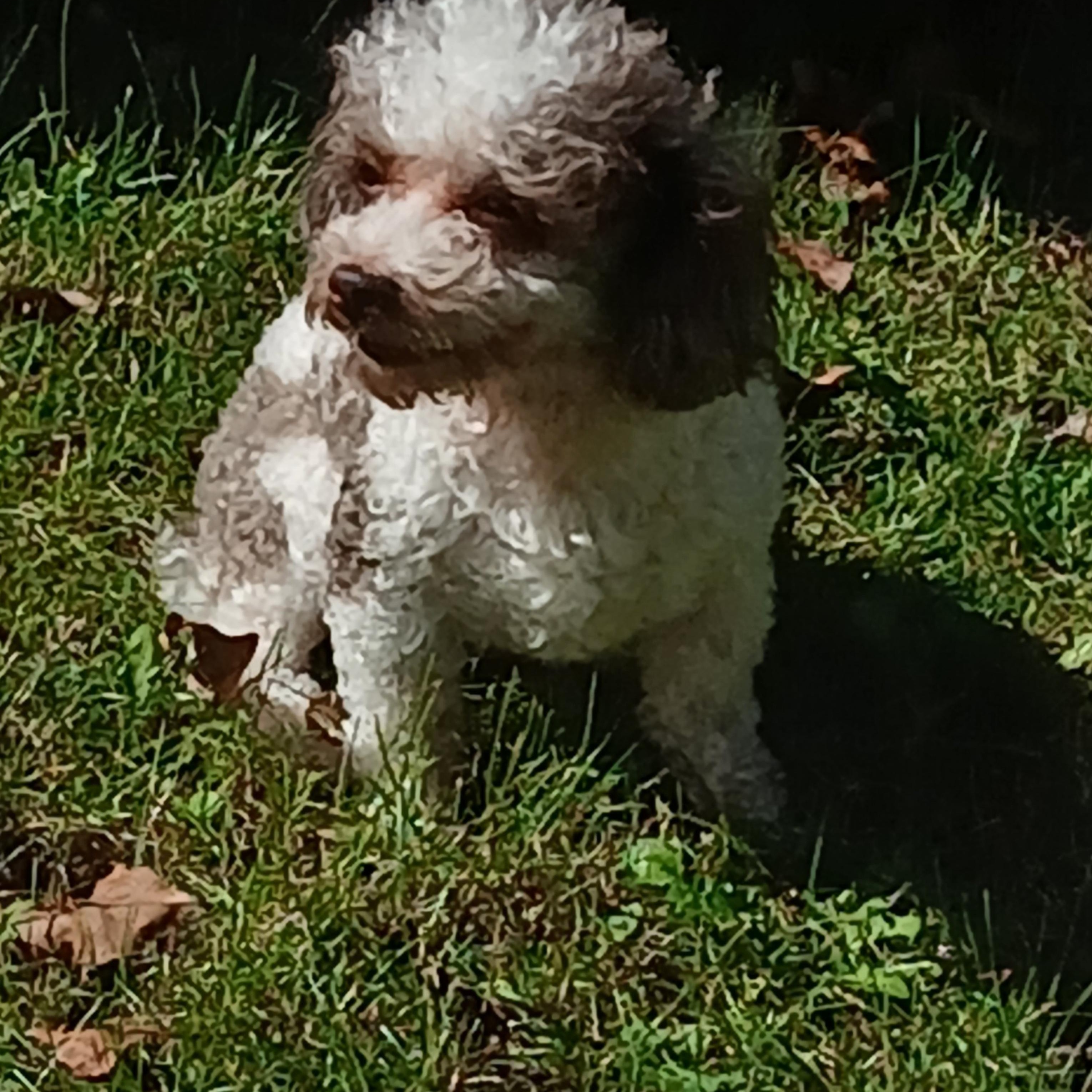 Enlarge Koa, a Adoptable Poodle (Toy) in Carey, OH image 2/6