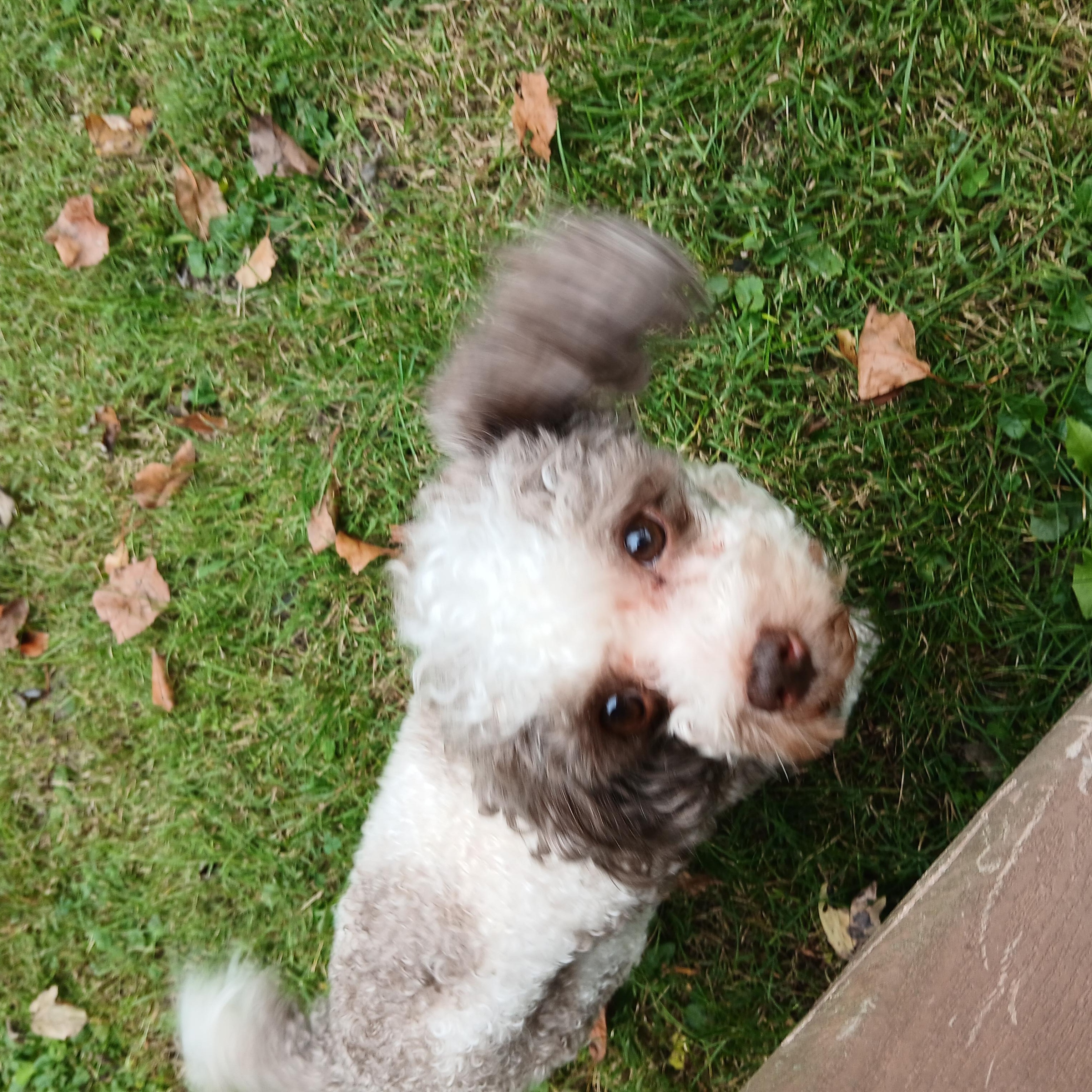 Enlarge Koa, a Adoptable Poodle (Toy) in Carey, OH image 4/6