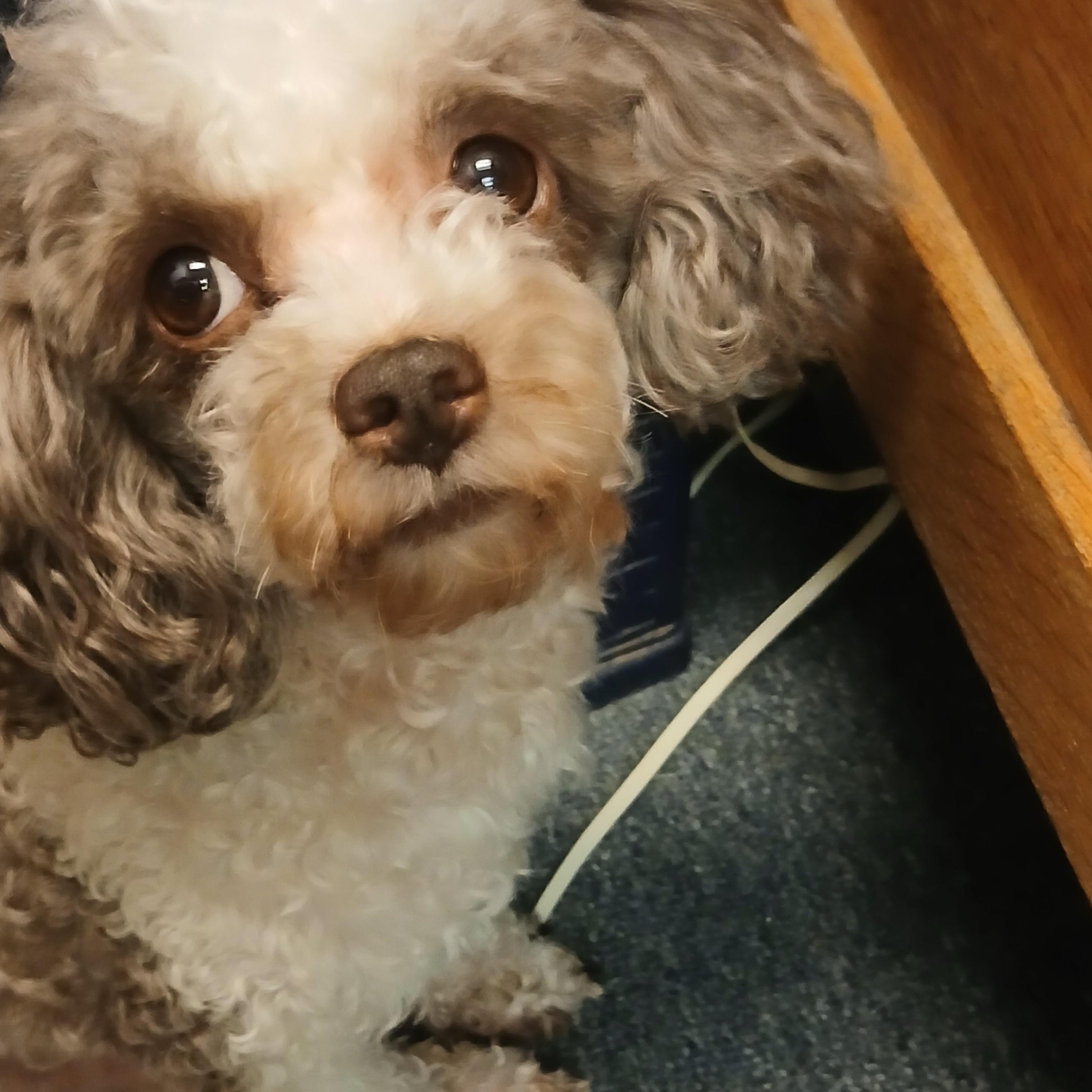 Enlarge Koa, a Adoptable Poodle (Toy) in Carey, OH image 6/6