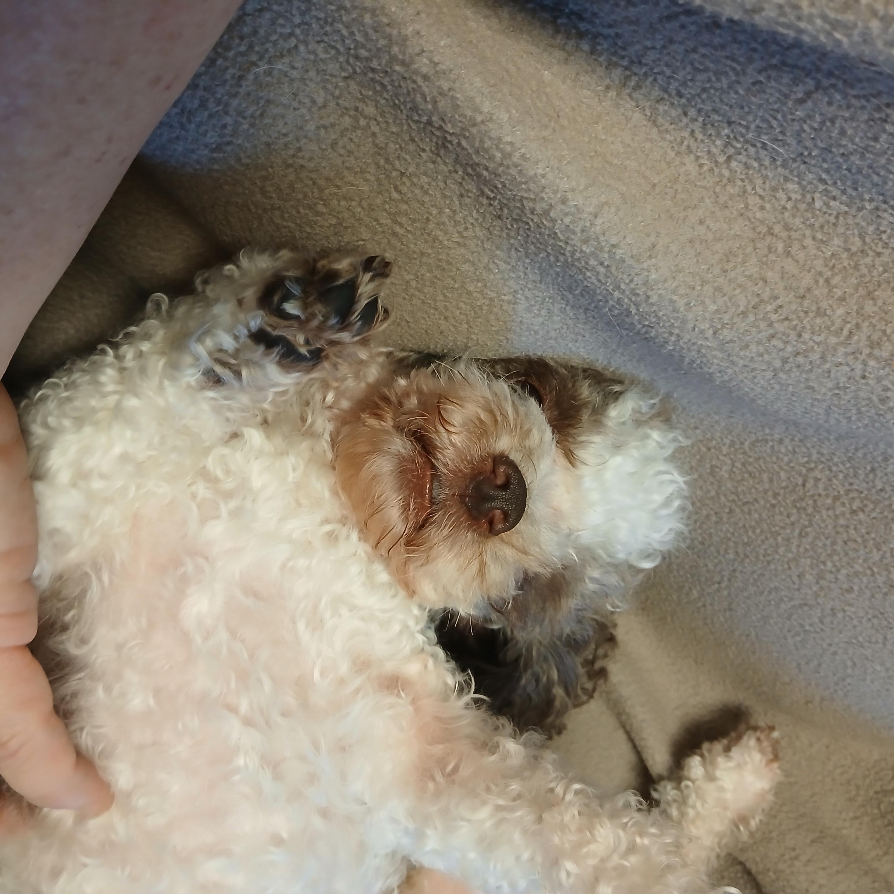 Enlarge Koa, a Adoptable Poodle (Toy) in Carey, OH image 5/6