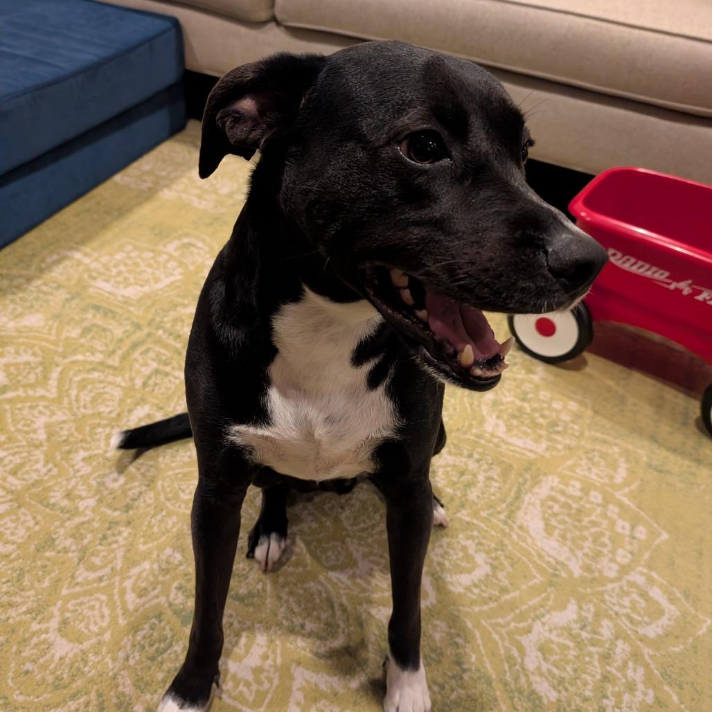 Enlarge Alvin, a Adoptable mixed breed in New Orleans, LA image 5/6