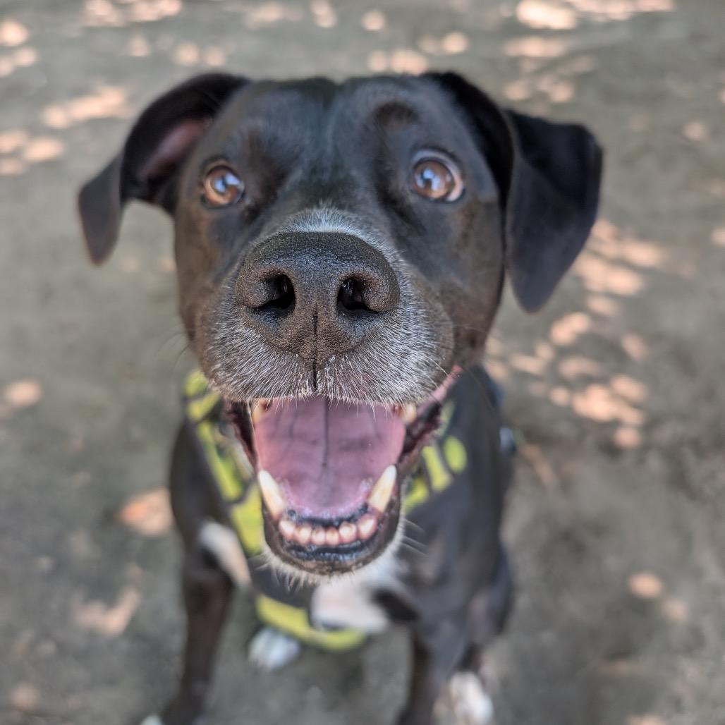Enlarge Alvin, a Adoptable mixed breed in New Orleans, LA image 1/6
