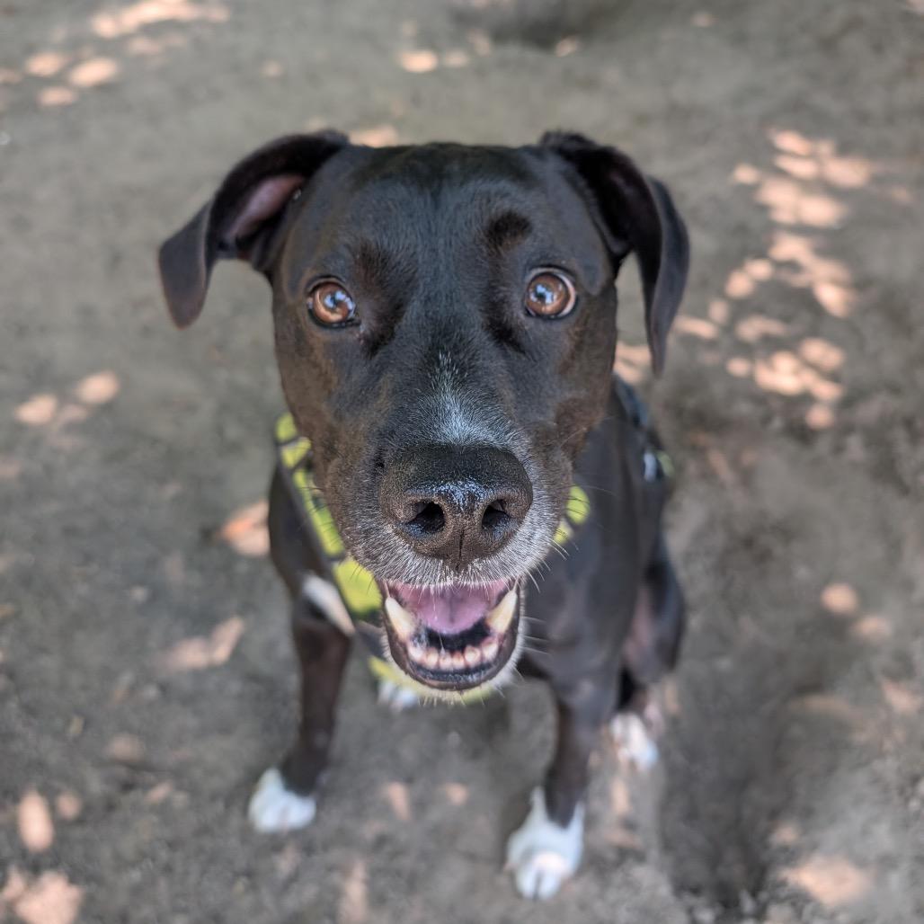 Enlarge Alvin, a Adoptable mixed breed in New Orleans, LA image 2/6