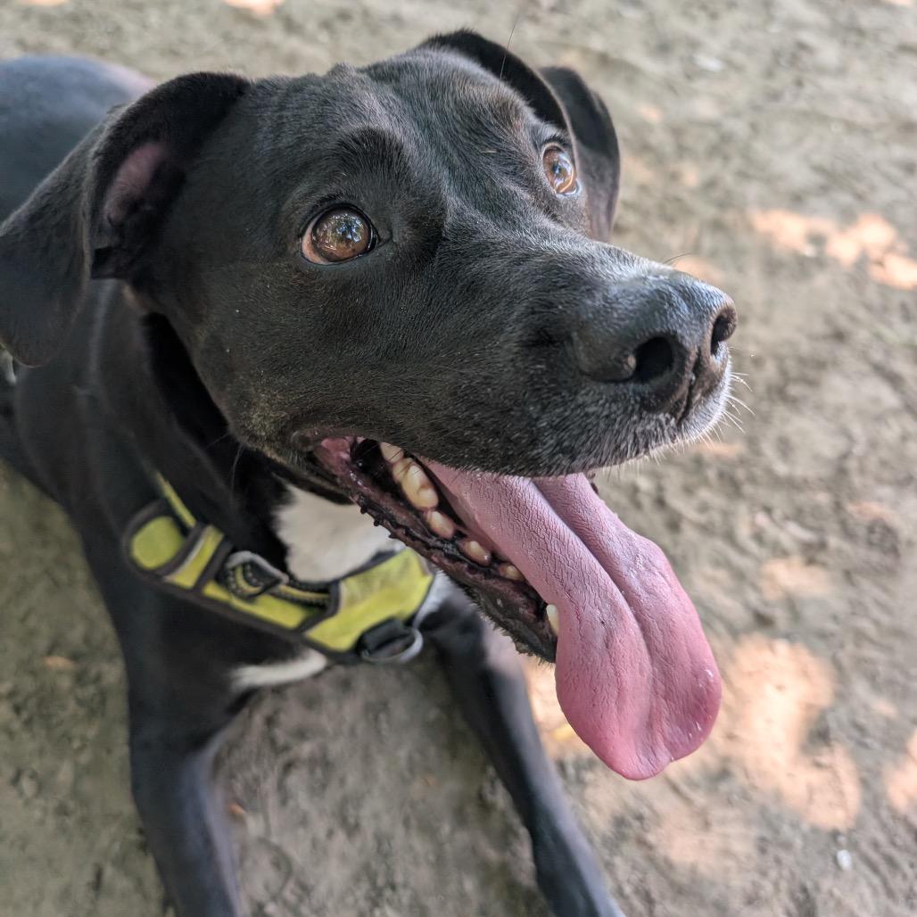 Enlarge Alvin, a Adoptable mixed breed in New Orleans, LA image 3/6