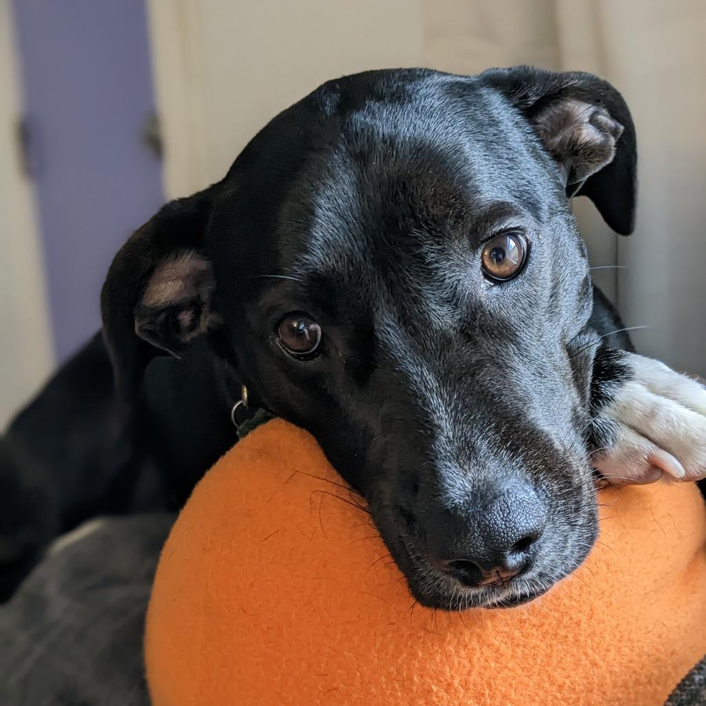 Enlarge Alvin, a Adoptable mixed breed in New Orleans, LA image 4/6