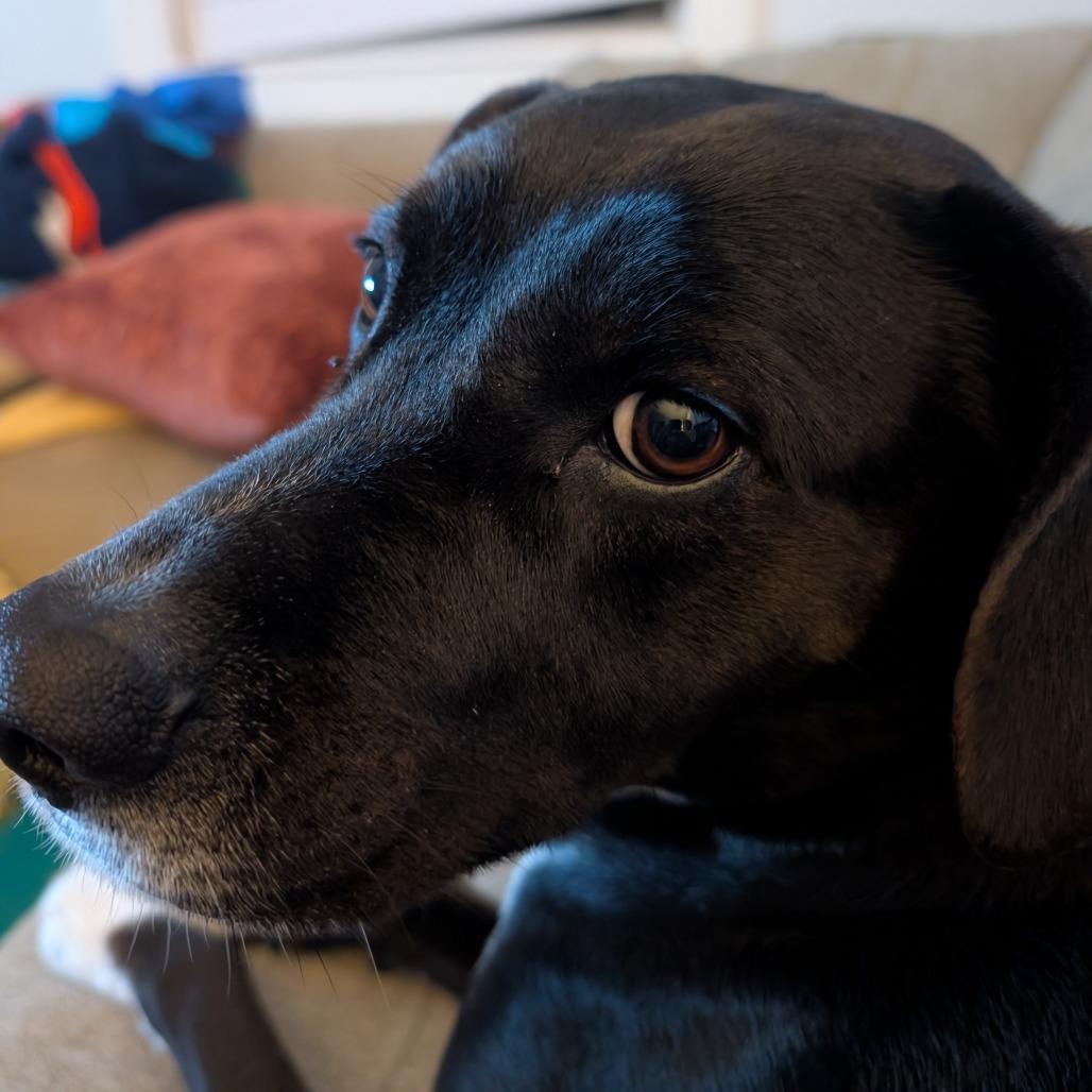 Enlarge Alvin, a Adoptable mixed breed in New Orleans, LA image 6/6