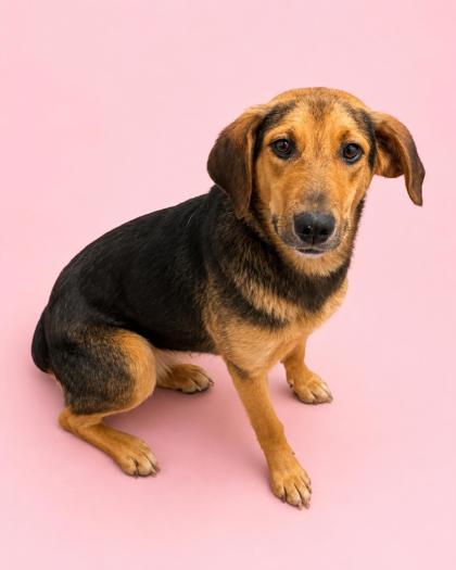Enlarge Ellie, a Adoptable mixed breed in Bowling Green, KY image 1/1