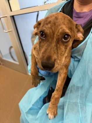 Tiger Lilly, Adoptable, Puppy Male Mixed Breed & Mixed Breed.