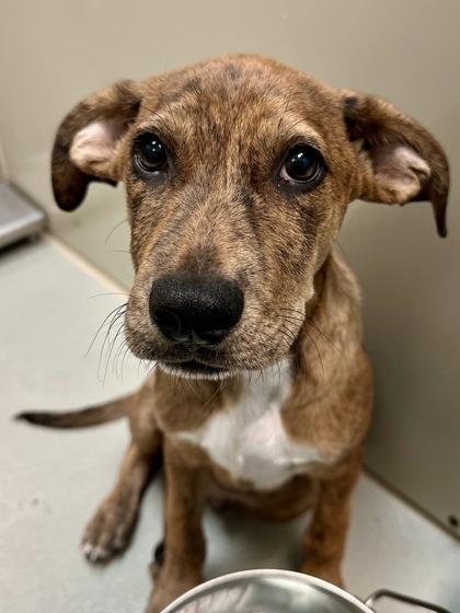 Enlarge Tiger Lilly, a Adoptable mixed breed in Wichita, KS image 2/2