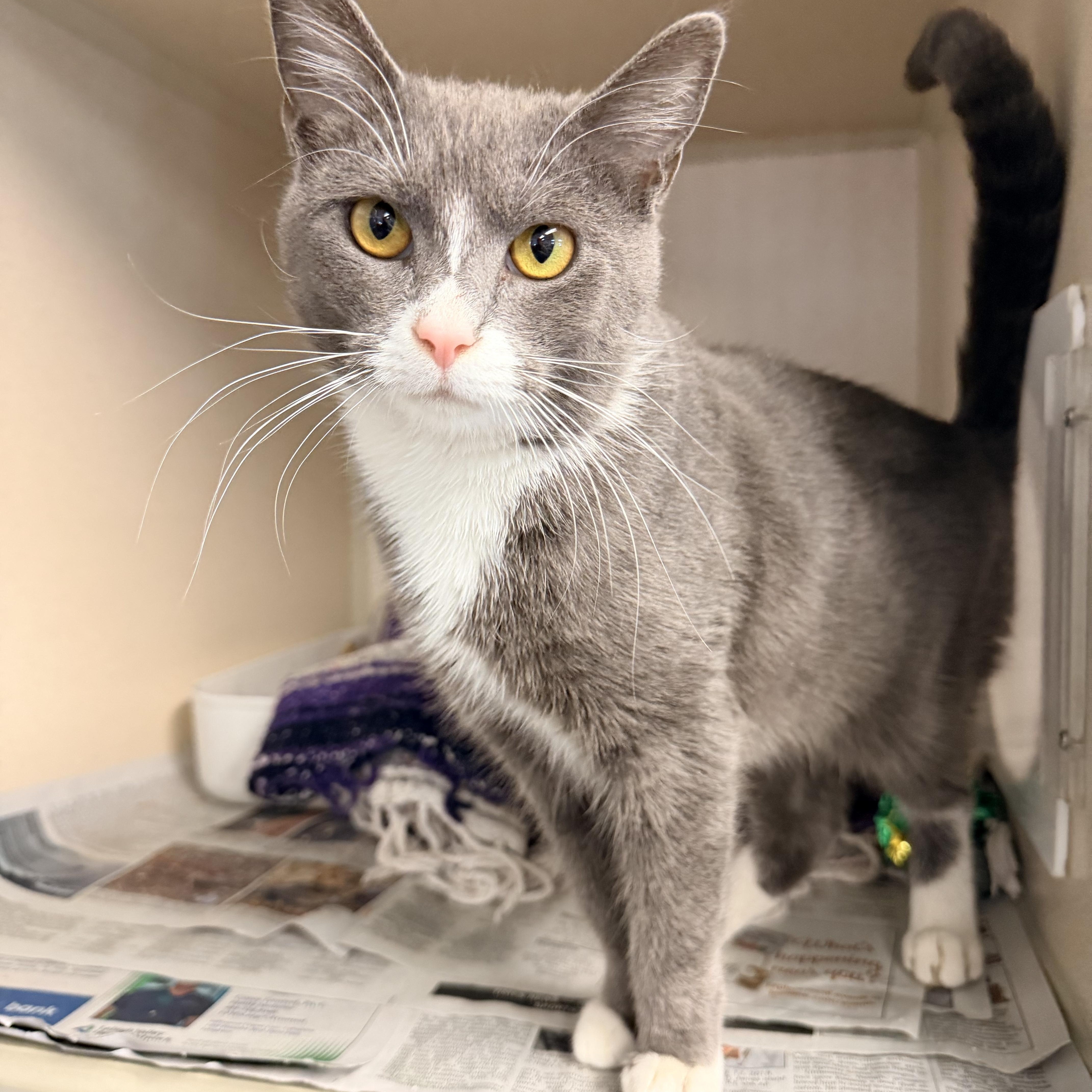 Enlarge Pixie, an adopted Domestic Short Hair in Pottsville, PA image 1/1