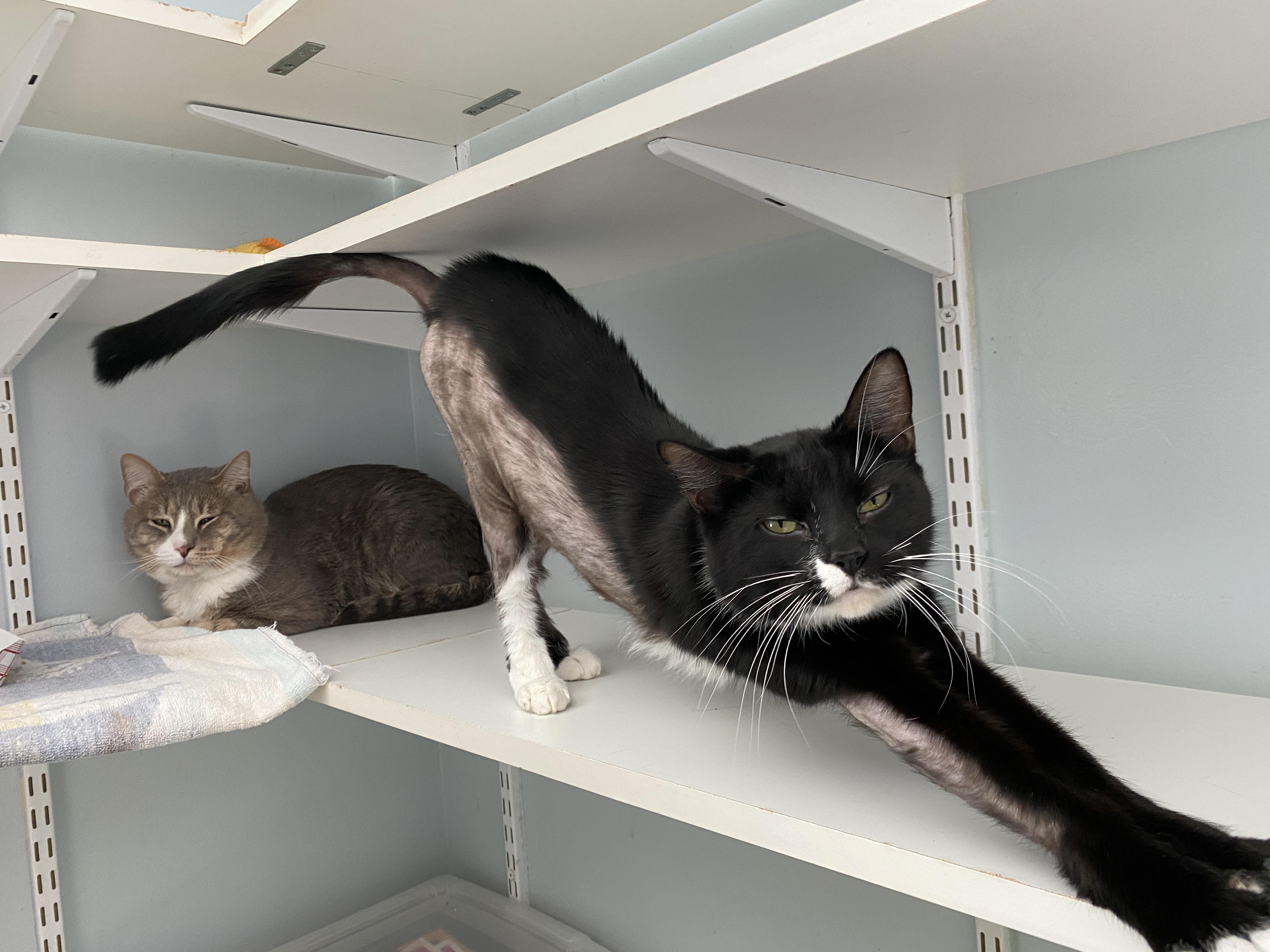 Simon and Marceline, Adoptable, Adult Male Domestic Short Hair.