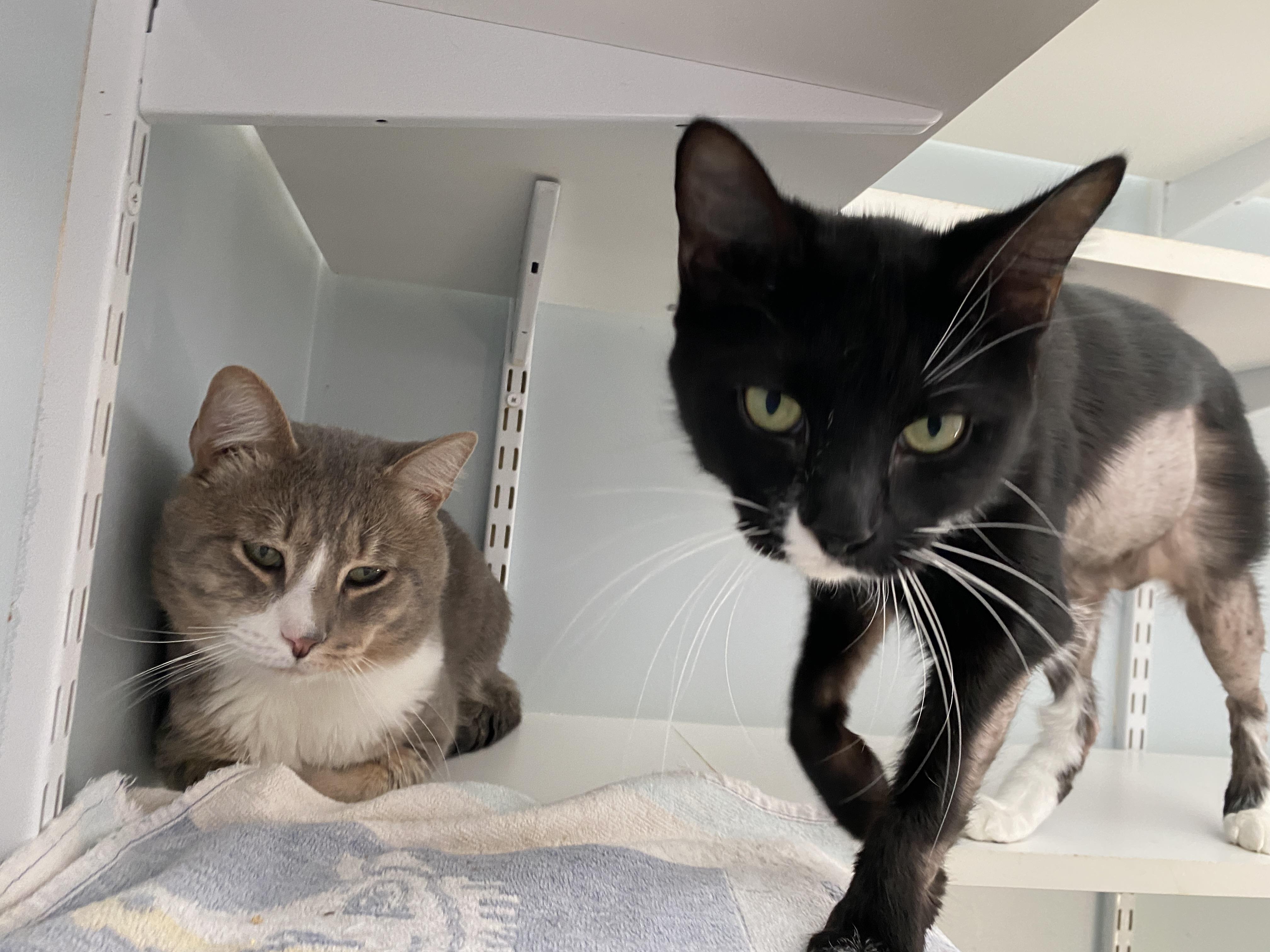 Enlarge Simon and Marceline, a Adoptable Domestic Short Hair in Salisbury, MA image 2/6