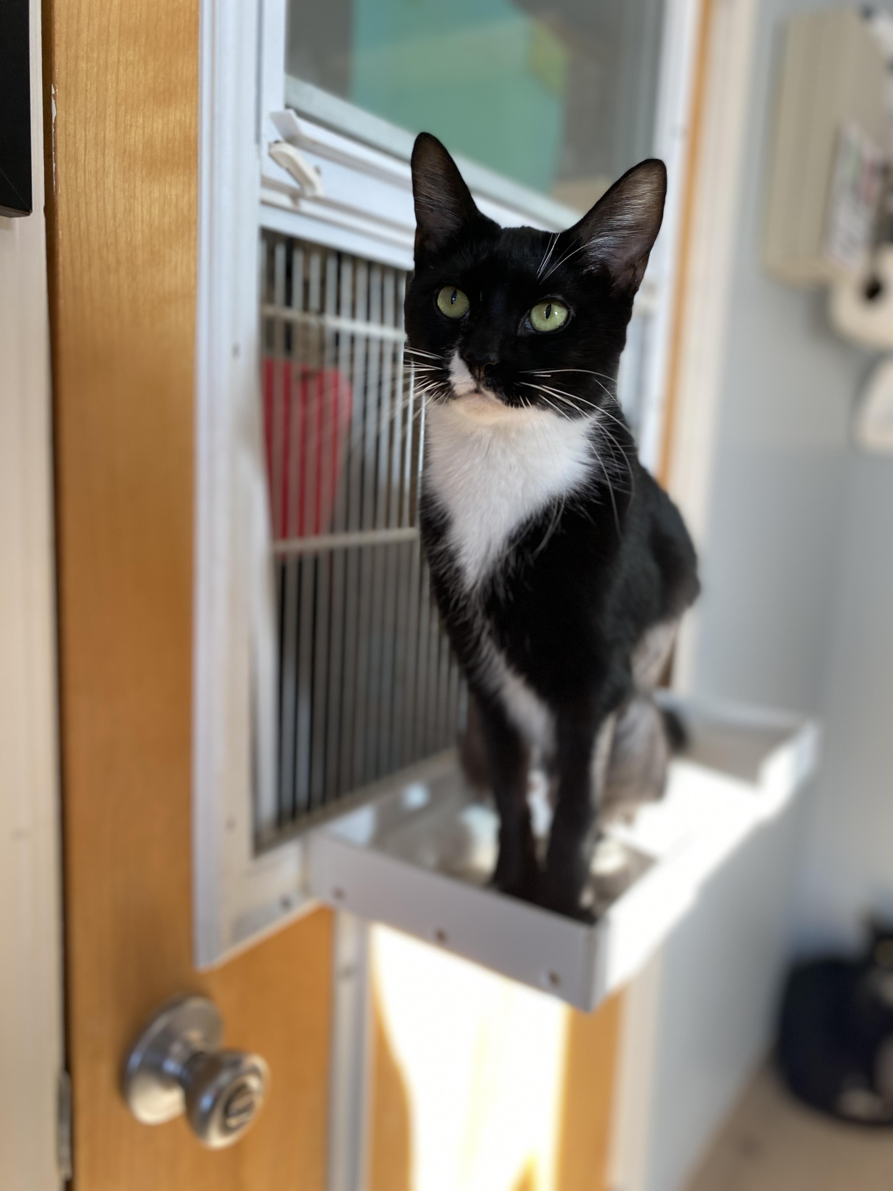 Enlarge Simon and Marceline, a Adoptable Domestic Short Hair in Salisbury, MA image 6/6