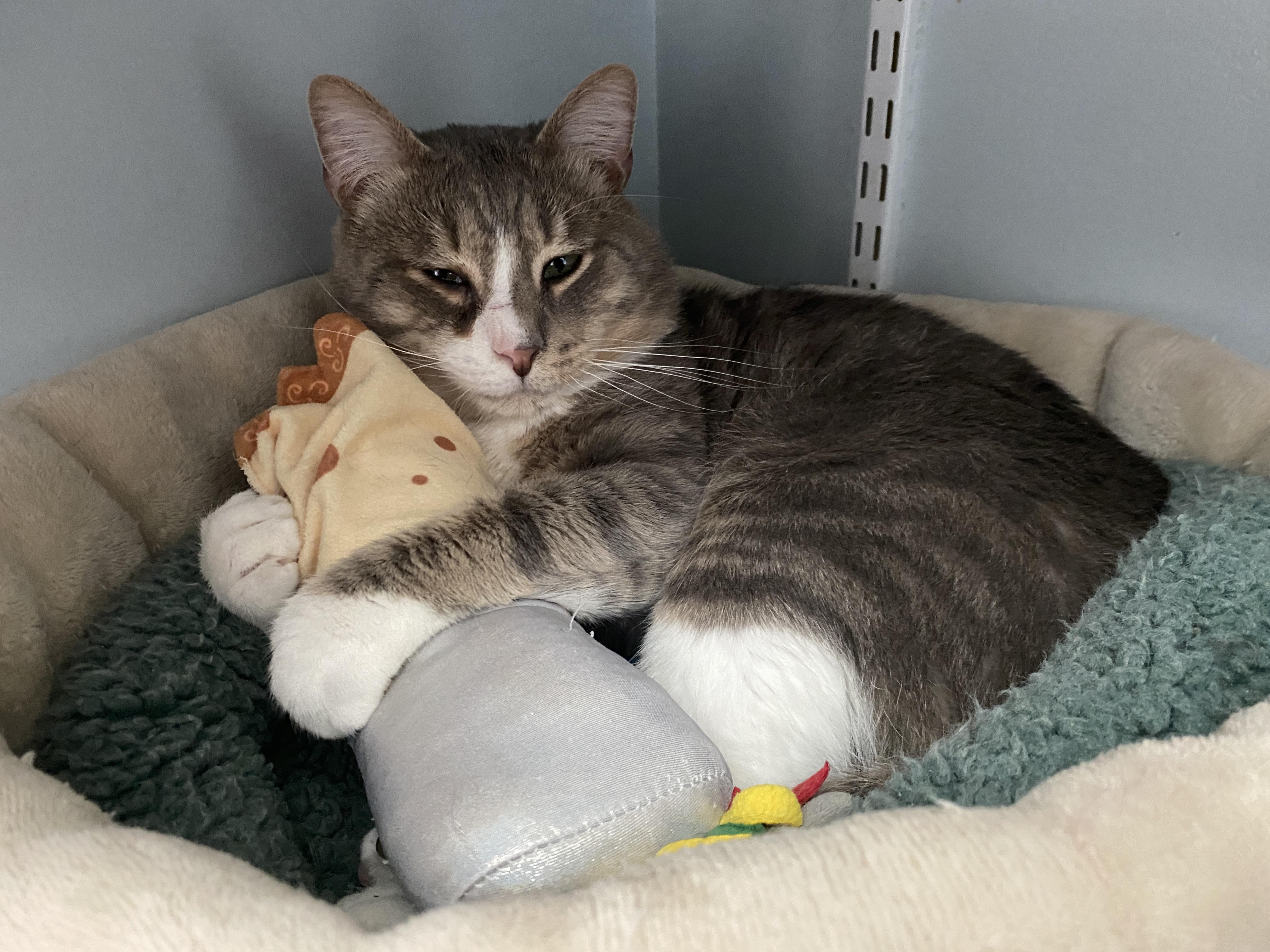 Simon and Marceline, an adopted Domestic Short Hair in Salisbury, MA image 2/6