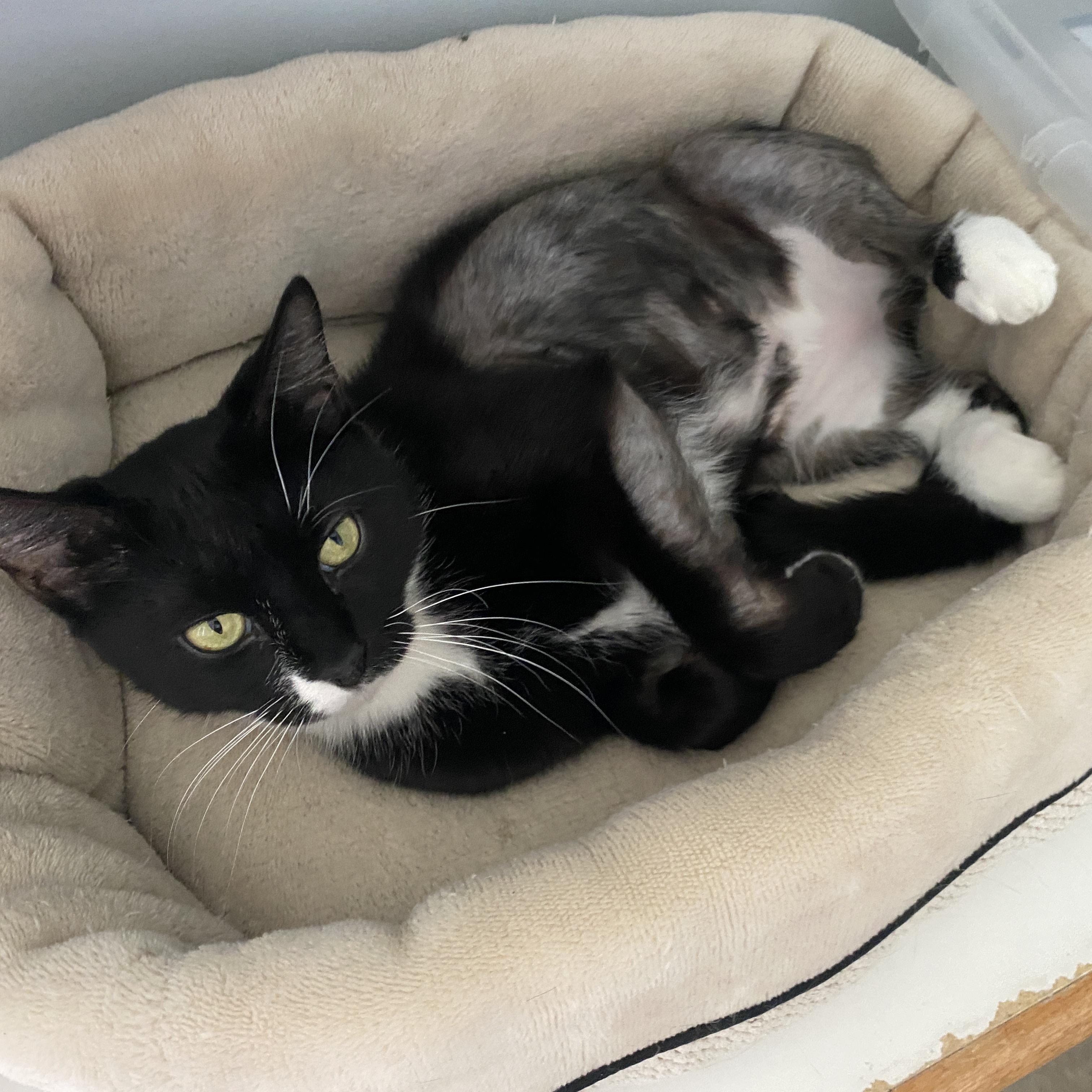 Simon and Marceline, an adopted Domestic Short Hair in Salisbury, MA image 3/6