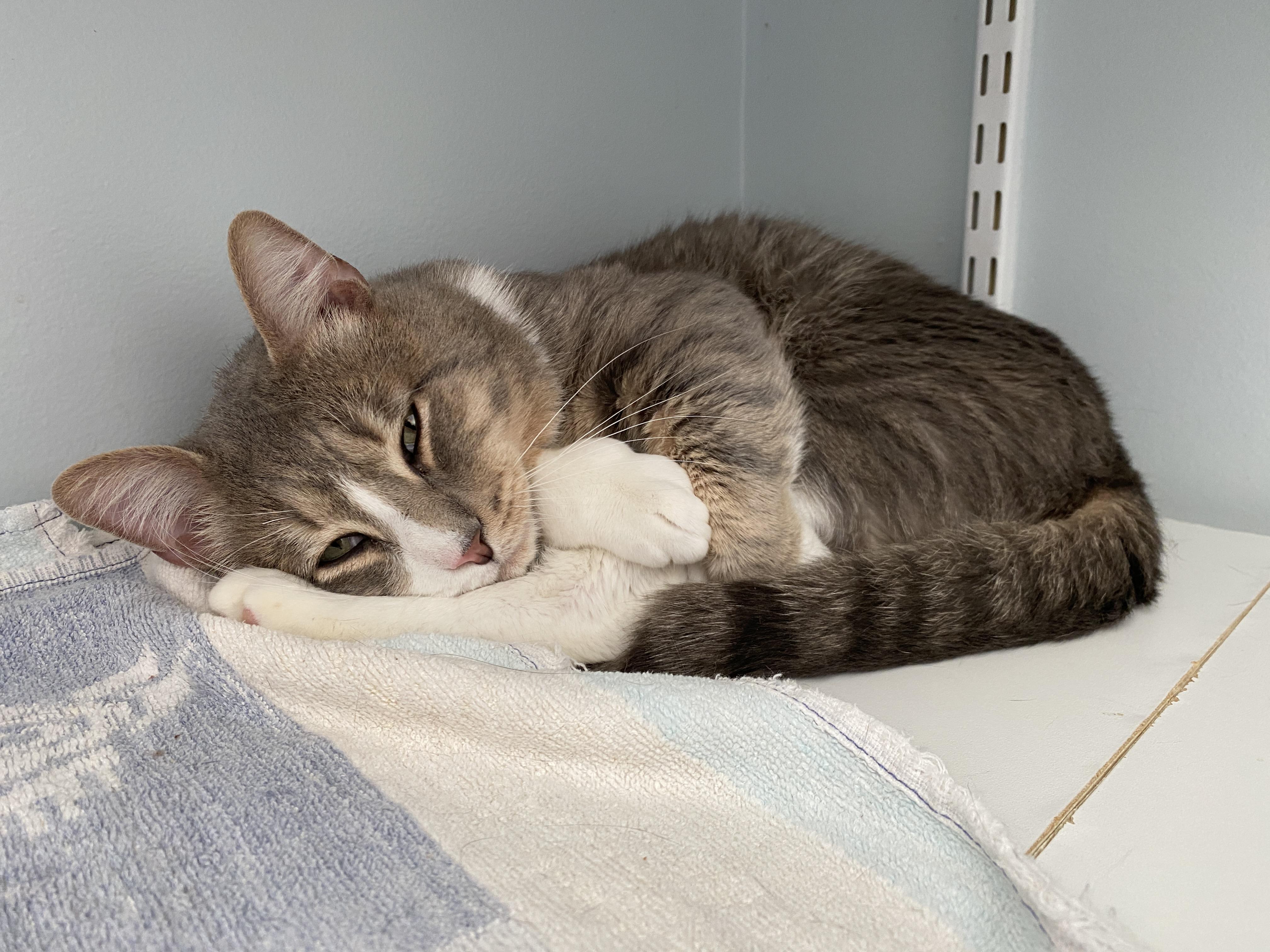 Enlarge Simon and Marceline, a Adoptable Domestic Short Hair in Salisbury, MA image 5/6