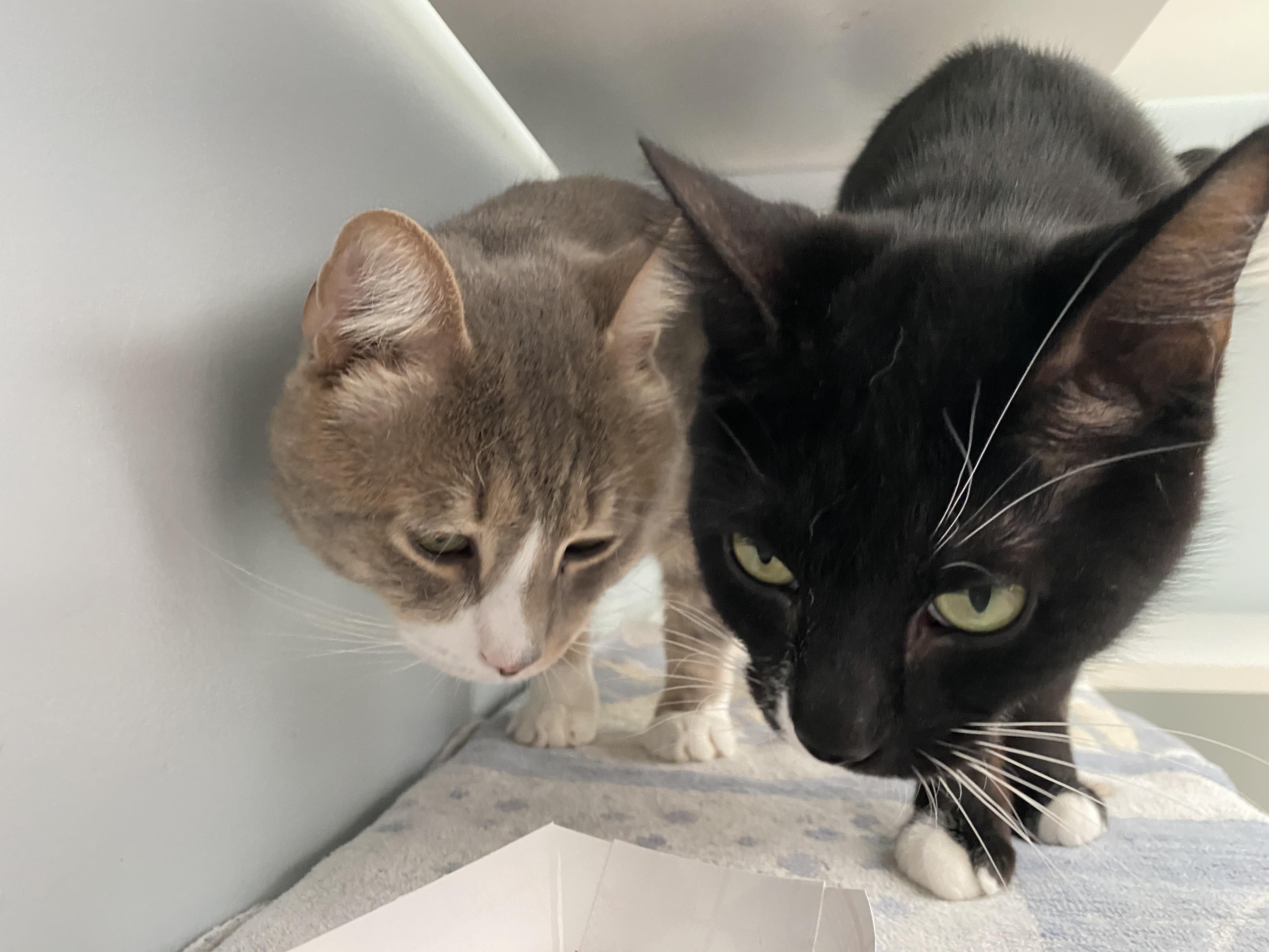 Enlarge Simon and Marceline, a Adoptable Domestic Short Hair in Salisbury, MA image 3/6