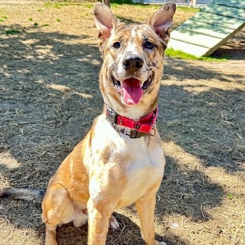 Dude, an adoptable Catahoula Leopard Dog in Phoenix, OR, 97535 | Photo Image 3