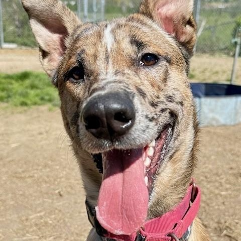 Dude, an adoptable Catahoula Leopard Dog in Phoenix, OR, 97535 | Photo Image 4