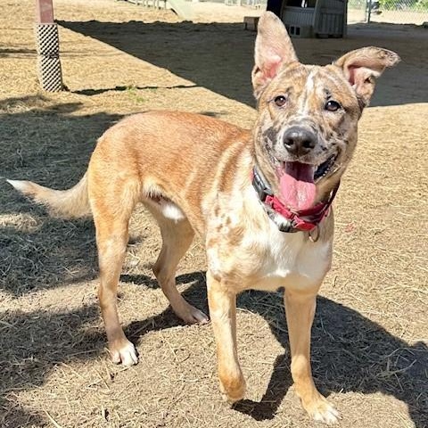 Dude, Adoptable, Adult Male Catahoula Leopard Dog.