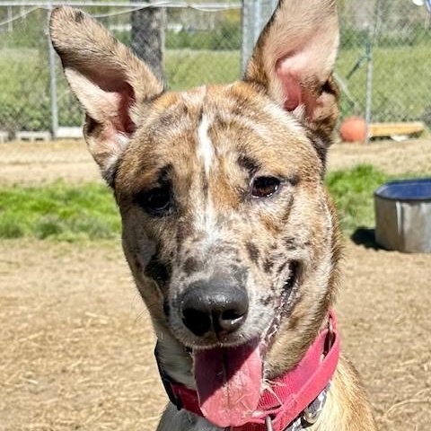 Dude, a Adoptable mixed breed in Phoenix, OR image 6/8