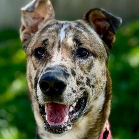 Dude, an adoptable Catahoula Leopard Dog in Phoenix, OR, 97535 | Photo Image 2