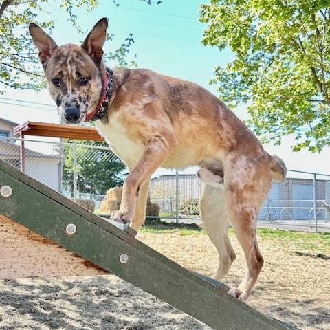 Dude, an adoptable Catahoula Leopard Dog in Phoenix, OR, 97535 | Photo Image 6