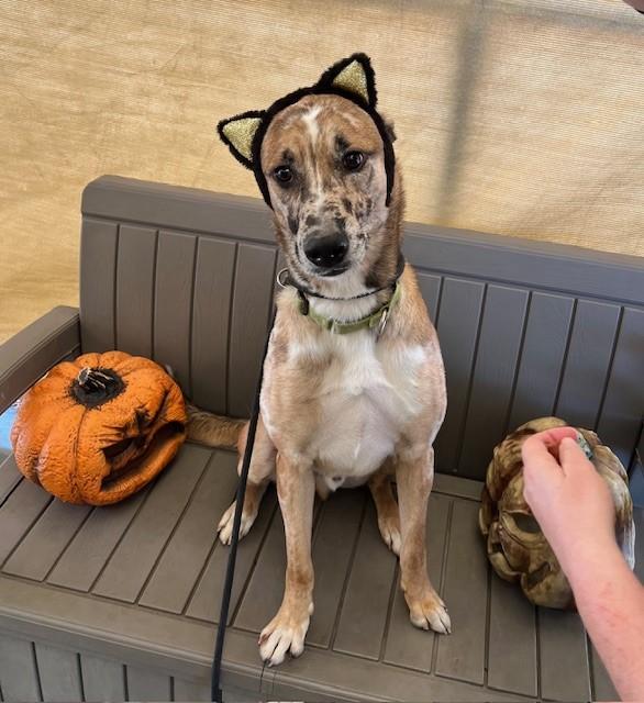 Dude, a Adoptable mixed breed in Phoenix, OR image 4/8