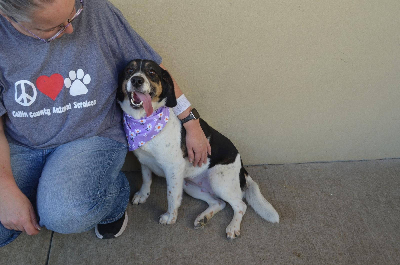 Tulip Snout, Adoptable, Young Female Beagle.