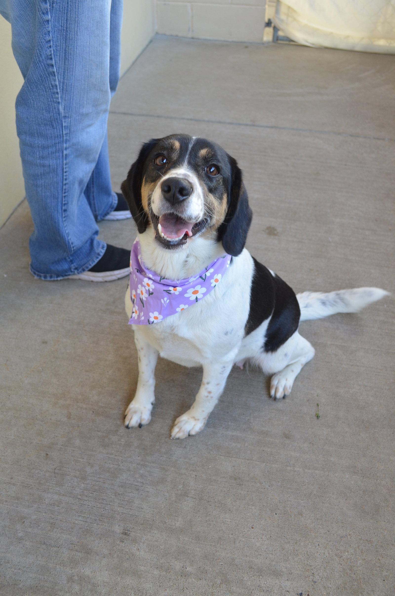 Enlarge Tulip Snout, a Adoptable Beagle in McKinney, TX image 2/3