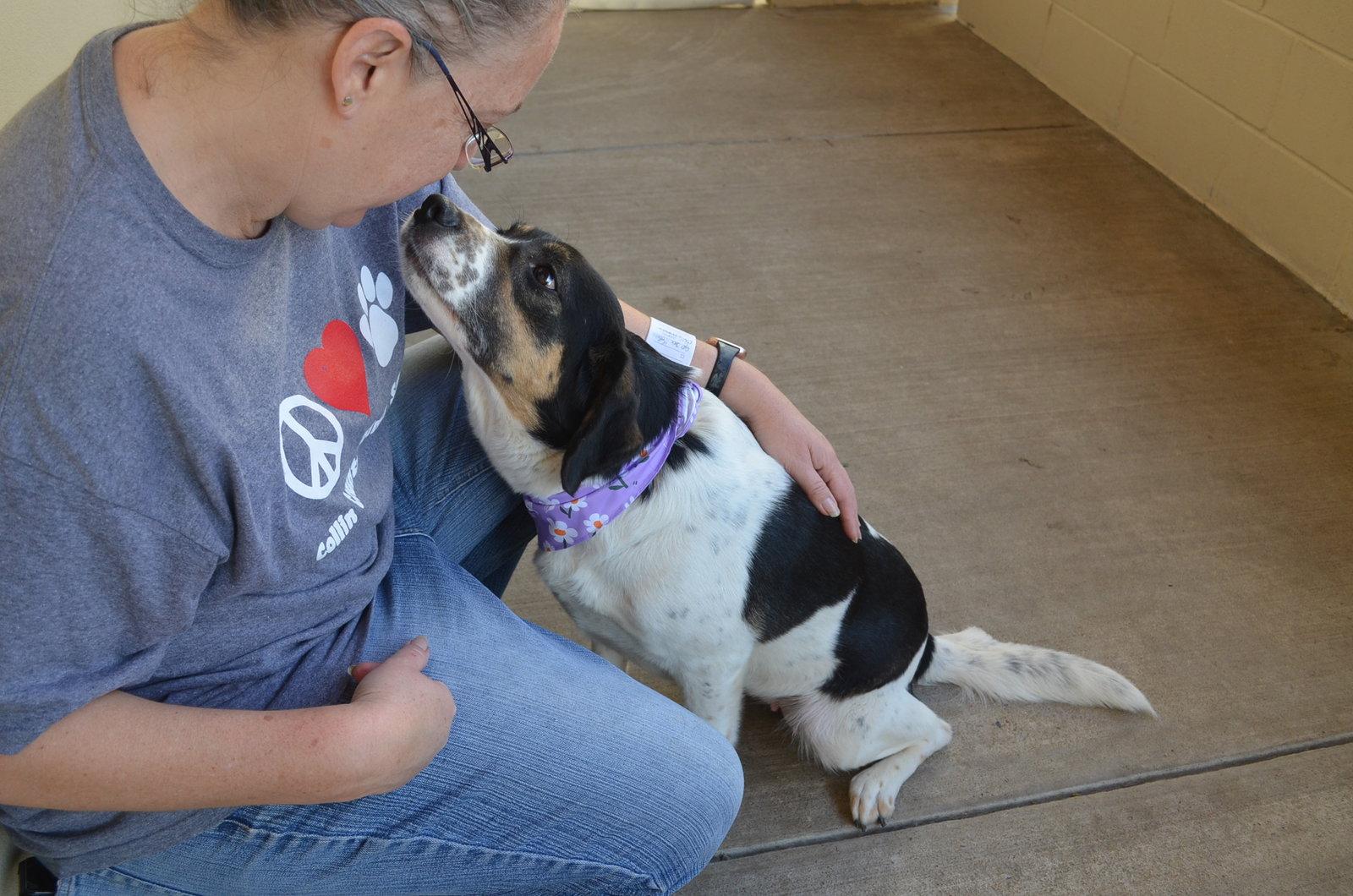 Enlarge Tulip Snout, a Adoptable Beagle in McKinney, TX image 3/3