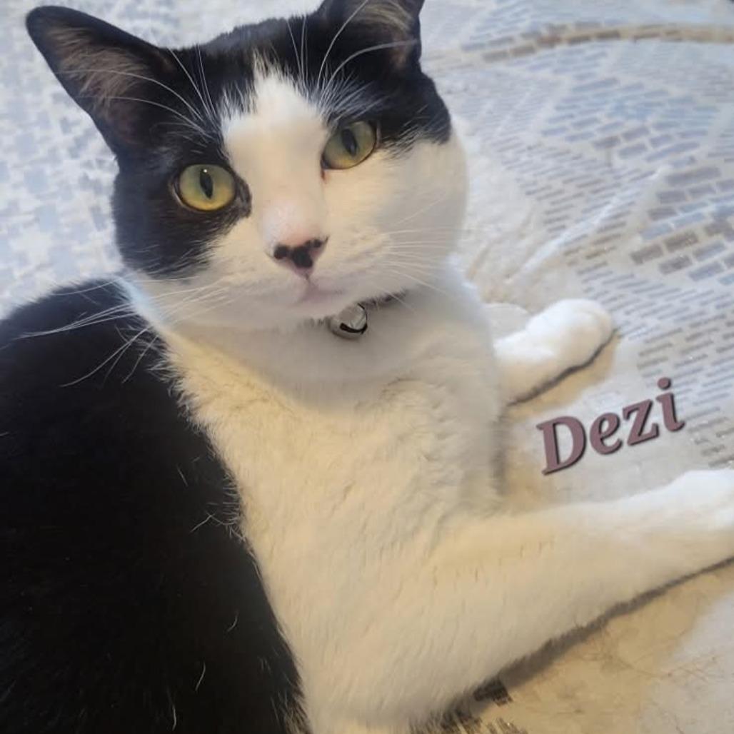 Enlarge Dezi, a Adoptable Domestic Short Hair in Layton, UT image 2/6