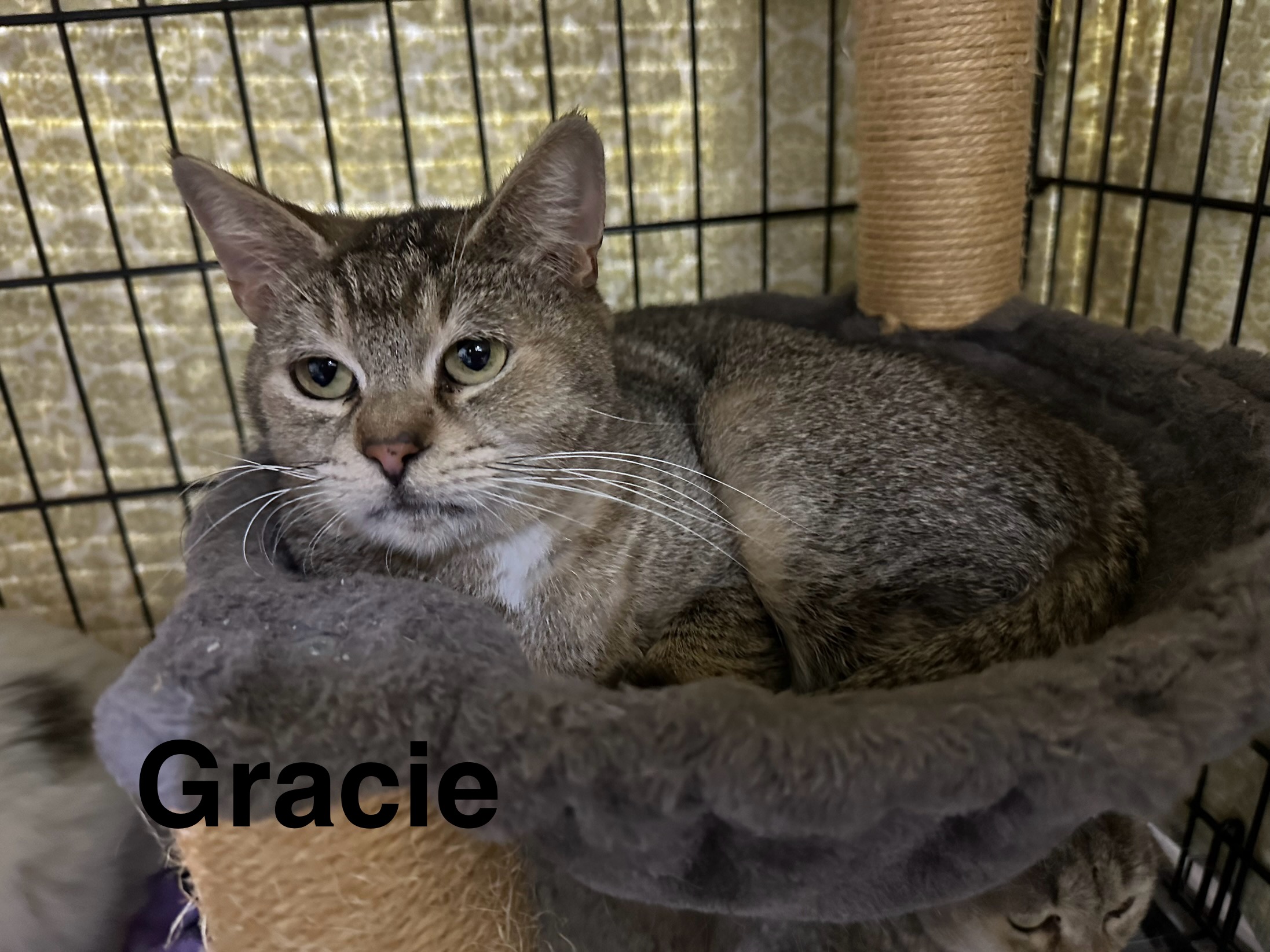 Enlarge Gracie, a Adoptable Abyssinian in Blaine, MN image 1/1
