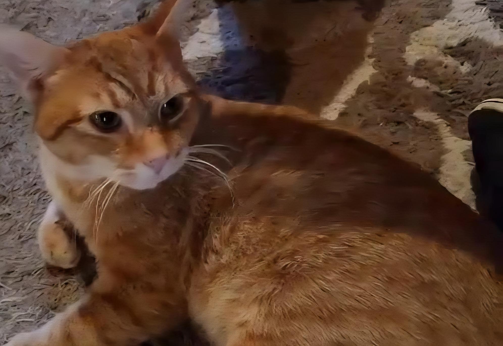 Cheddar, an adoptable Tabby in Stevensville, ON image 1/3