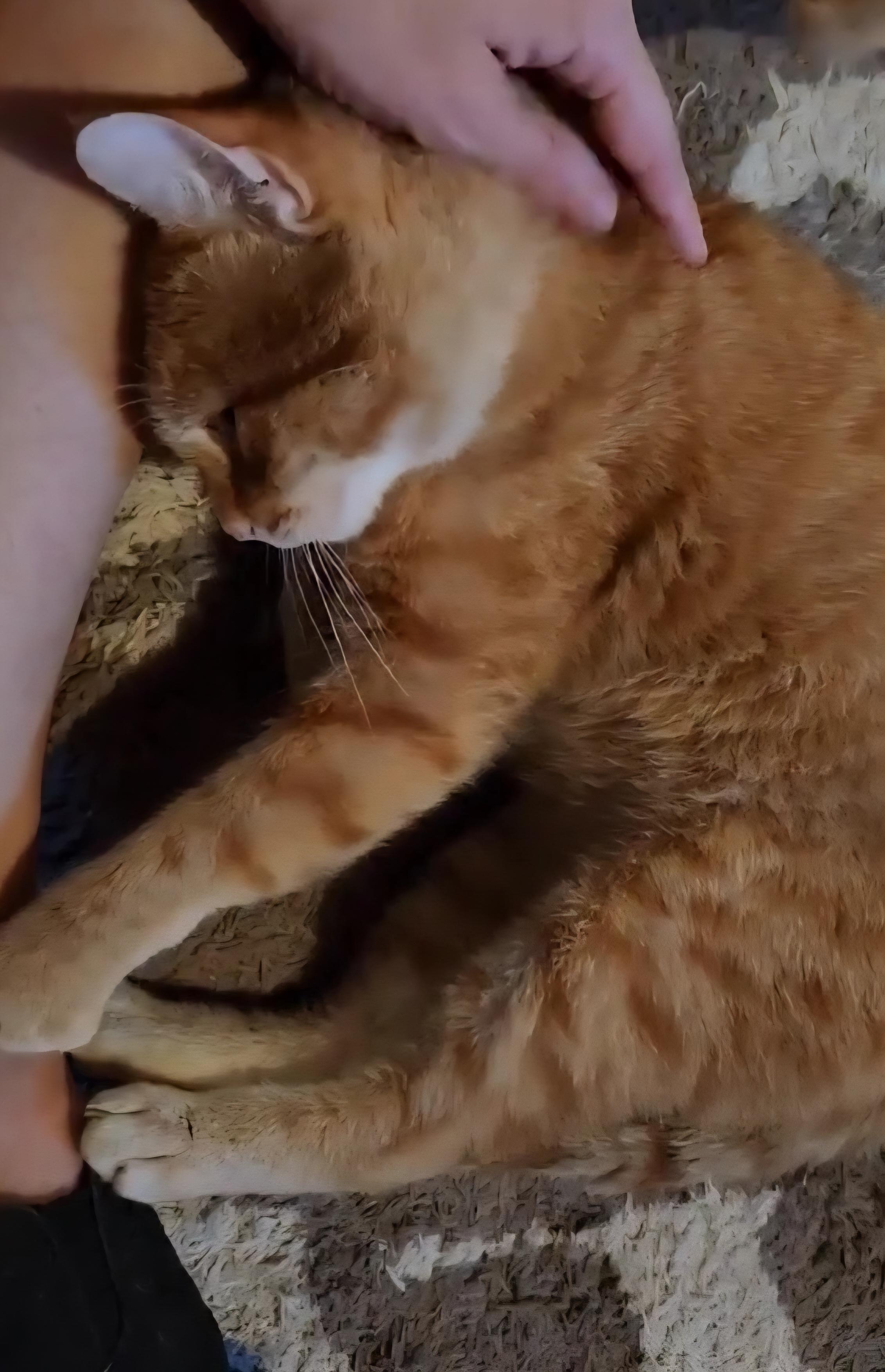 Cheddar, an adoptable Tabby in Stevensville, ON image 2/3