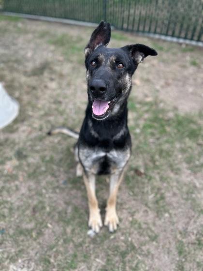 Enlarge Hefty Hefty Hefty**, a Adoptable mixed breed in San Marcos, TX image 1/3