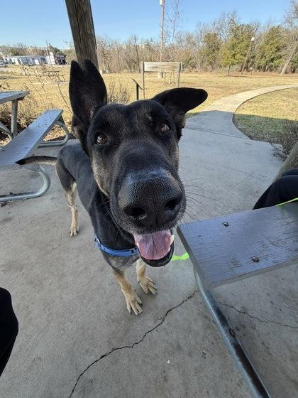 Enlarge Hefty Hefty Hefty**, a Adoptable mixed breed in San Marcos, TX image 2/3