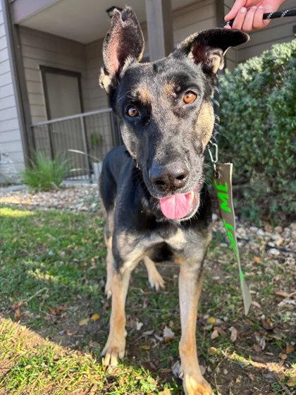 Enlarge Hefty Hefty Hefty**, a Adoptable mixed breed in San Marcos, TX image 3/3