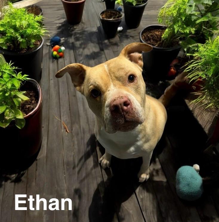 Enlarge Ethan, a Adoptable American Bully in Winter haven, FL image 1/2