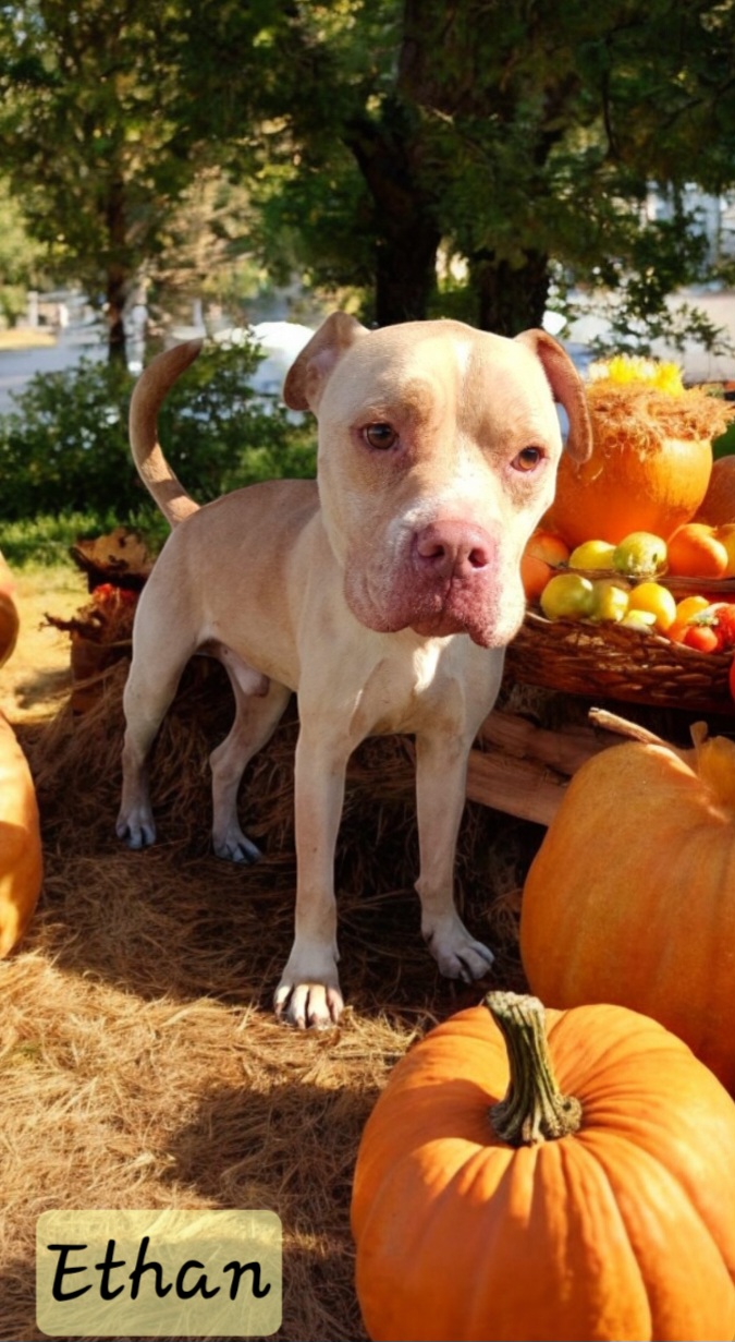 Enlarge Ethan, a Adoptable American Bully in Winter haven, FL image 2/2