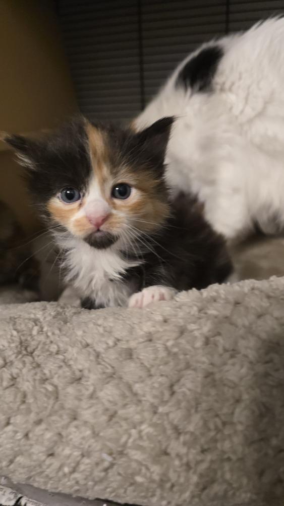 Hermes, Adoptable, Kitten Female Domestic Long Hair & Turkish Angora.