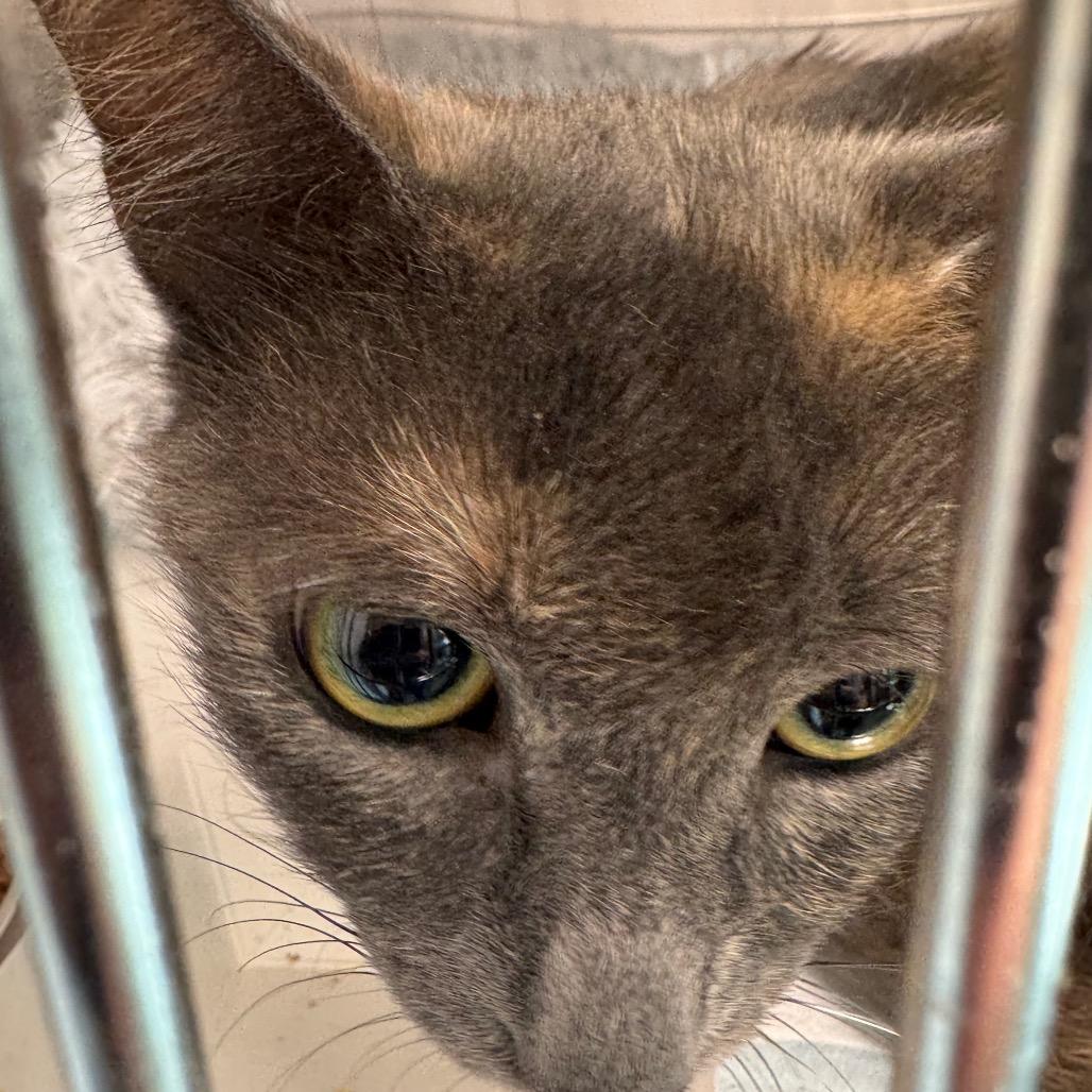 Maiden Marian, Adoptable, Adult Female Domestic Short Hair.