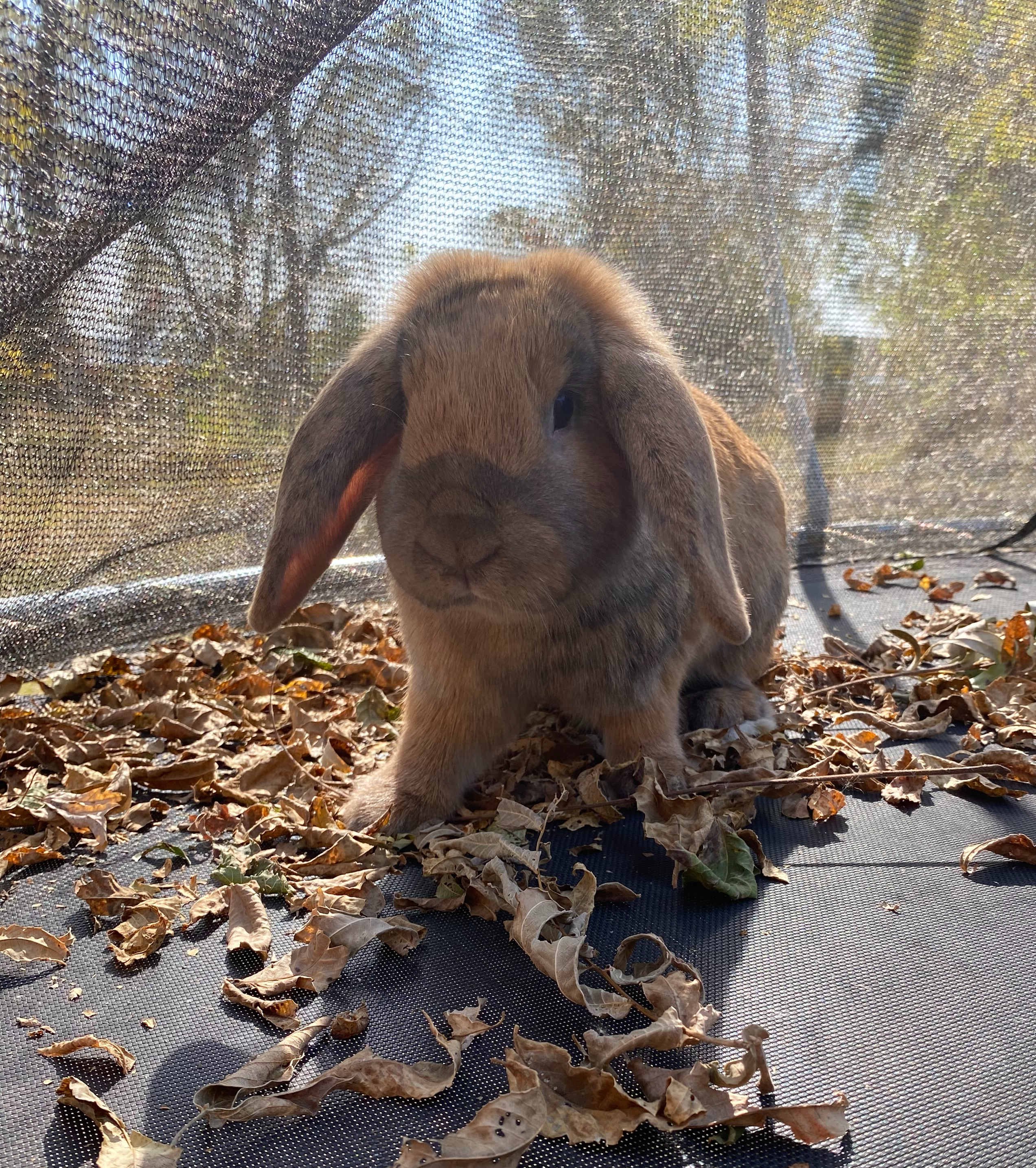 Acorn, an adopted mixed breed in Brainerd, MN image 2/6